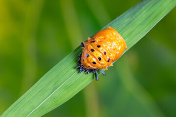 Closeup ladybug larva on green leaf. Macro shot of yellow ladybird pupa.