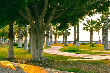 Obraz premium trees At the side walk of the beach 