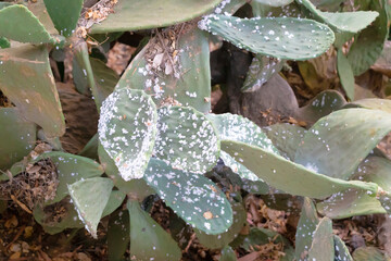 Plague that affects prickly pears, the cause of the disease suffered by this species is the cochineal, a parasite that feeds on its sap to weaken the plant