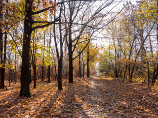 Colorful bright autumn city park. Leaves fall on ground. Autumn forest scenery with warm colors and footpath covered in leaves leading into scene.
