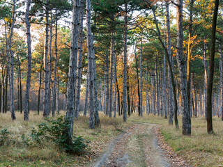 Colorful mixed deciduous forest. Autumn forest in the morning light. Beautiful nature background. Amazing romantic landscape with mysterious autumn forest.