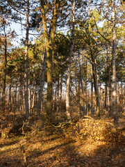 Colorful mixed deciduous forest. Autumn forest in the morning light. Beautiful nature background. Amazing romantic landscape with mysterious autumn forest.