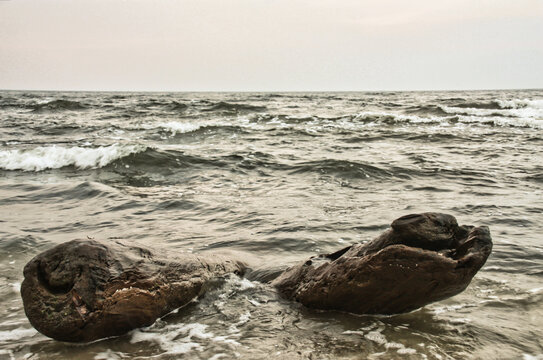tree stump in the water of Usedom Island in Germany