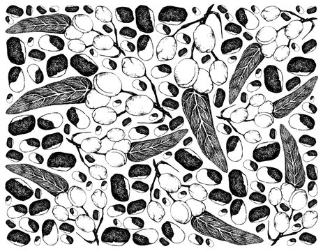 Nut and Bean, Illustration Hand Drawn Sketch Background of Wild Almond, Barking Deer&rsquo;s Mango or Irvingia Malayana Fruits on A Tree, Good Source of Dietary Fiber, Vitamins and Minerals.
