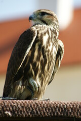 Bird of prey from clouse-up