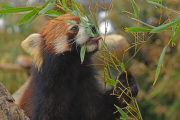 神戸どうぶつ王国「レッサーパンダ」