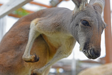 神戸どうぶつ王国「アカカンガルー」