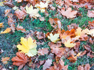 Creative background of yellow and red leaves. Authentic bright background for your projects. Color mixed deciduous forest. Autumn forest in the morning light.
