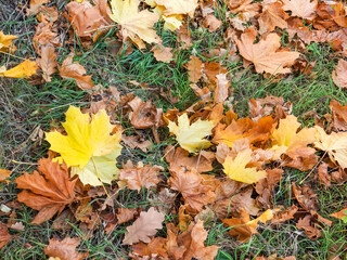 Creative background of yellow and red leaves. Authentic bright background for your projects. Color mixed deciduous forest. Autumn forest in the morning light.