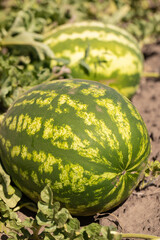 Large ripe watermelons in summer on melons