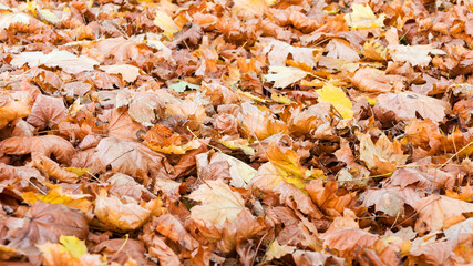Creative background of yellow and red leaves. Authentic bright background for your projects. Color mixed deciduous forest. Autumn forest in the morning light.