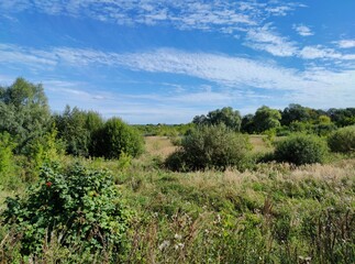 Obraz premium sunny landscape in a field with green bushes, trees and grass on a blue sky background