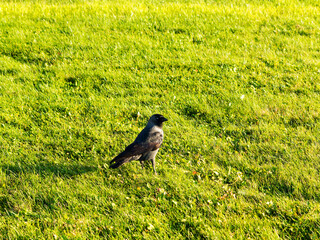 Young crow sits on green grass. Close-up photo of trimmed grass in a lawn, park or football field. Abstract nature background image.