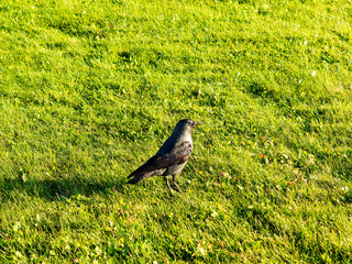 Young crow sits on green grass. Close-up photo of trimmed grass in a lawn, park or football field. Abstract nature background image.