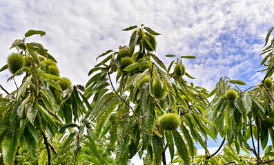 秋の味覚　栗拾い