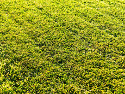 Close-up photo of trimmed grass in a lawn, park or football field. Abstract nature background image.