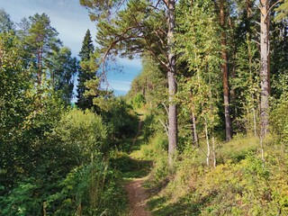 Fototapeta na wymiar path near the pine forest on a sunny autumn day against the blue sky