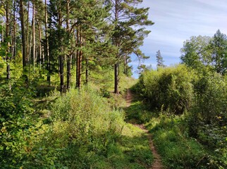 footpath near green pine forest against blue sky on a sunny day