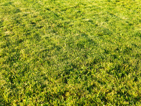 Close-up photo of trimmed grass in a lawn, park or football field. Abstract nature background image.