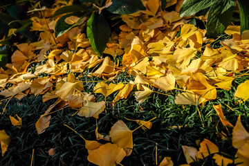 【明治神宮外苑】イチョウの並木道