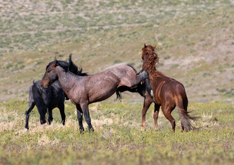 Fototapeta premium wild stallions