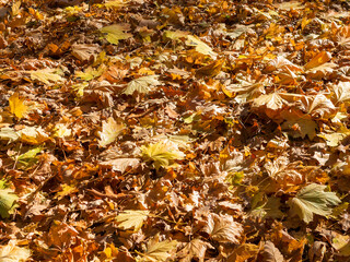 Creative background of yellow and red leaves. Authentic bright background for your projects. Color mixed deciduous forest. Autumn forest in the morning light.