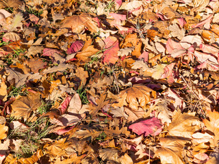 Creative background of yellow and red leaves. Authentic bright background for your projects. Color mixed deciduous forest. Autumn forest in the morning light.