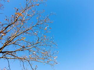 The warm autumn sun shining through golden treetops, with beautiful bright blue sky. Creative background of yellow and red leaves.