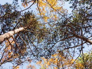 The warm autumn sun shining through golden treetops, with beautiful bright blue sky. Creative background of yellow and red leaves.