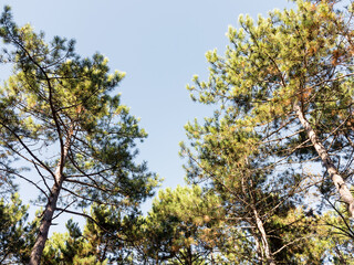 The warm autumn sun shining through golden treetops, with beautiful bright blue sky. Creative background of yellow and red leaves.