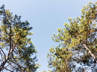 Fototapeta premium The warm autumn sun shining through golden treetops, with beautiful bright blue sky. Creative background of yellow and red leaves.