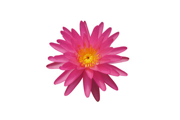 Pink Silk Nymphaea lotus isolated on a white background with clipping path.