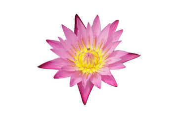 Fototapeta premium Dandmameaw Nymphaea lotus isolated on a white background, Pink lotus.