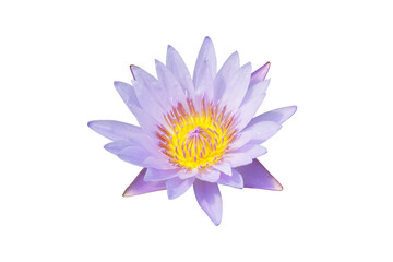 Purple Doa Fah Nymphaea lotus isolated on a white background with clipping path.