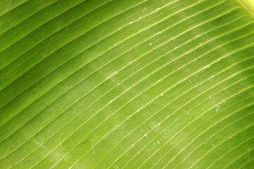 Bildhintergrund Nahaufnahme eines Bananenblattes grün Vollbild