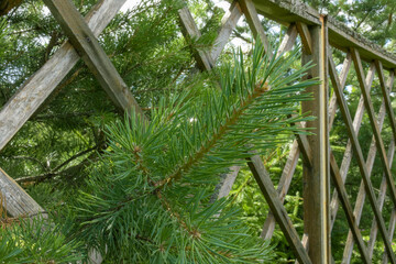 green coniferous tree and decorative fence