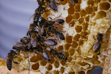 bees collect honey in hive of honeycomb  wax farm organic sweet