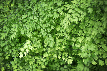 Fototapeta premium Green background of maidenhair fern, Bush Maidenhair Fern or Adiantum latifolium Lam. sotf focus.