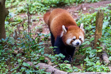 Fototapeta premium レッサーパンダ