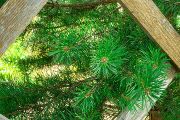 green coniferous tree with decorative fence
