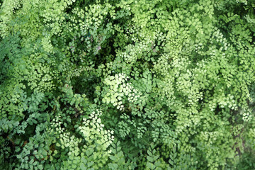Green background of maidenhair fern, Bush Maidenhair Fern or Adiantum latifolium Lam. sotf focus.