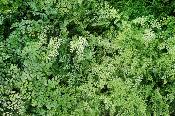Green background of maidenhair fern, Bush Maidenhair Fern or Adiantum latifolium Lam. sotf focus.