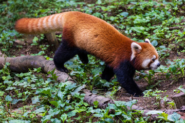 レッサーパンダ
