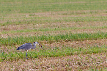 Obraz na płótnie Canvas Heron with a captive mouse in its mouth