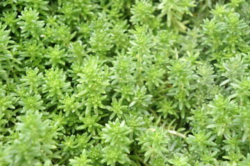 Sedum hispanicum glaucum is a low-growing, perennial, succulent plant.