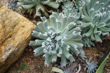 Echeveria runyonii topsy turvy is Arid Plants, Gray-blue rosettes with wavy, curvy leaves.
