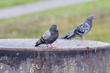 paging pigeon, also known as gray bird.