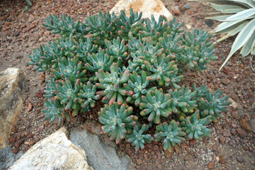 Sedum pachyphyllum (Jelly Beans) is a small succulent shrub.