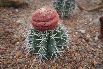 melocactus neryi. Melocactus is a genus of cactus.