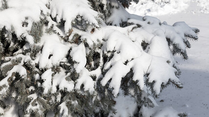 Winter snowy pine Christmas tree scene. Fir branches covered with hoar frost Wonderland. Winter is coming New year. Calm blurry snow flakes winter background with copy space.